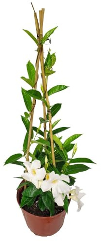 Jazmín de Brasil Trepador Planta Natural con Flores Blancas y Crecimiento Rápido