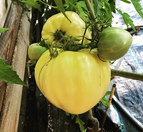 Tomate Ochsenherz Weiß 10 Samen