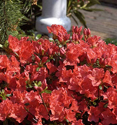 Japanische Azalee Geisha Orange 25-30cm - Rhododendron obtusum - Alpenrose - lebende Gartenpflanze aus den Baumschulen