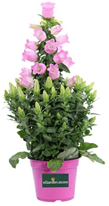 Pianta di Campanula Appeal pianta da fiore varie colorazioni pianta ornamentale pianta da fiore pianta da esterno pianta vera di Campanula Appeal venduta da eGarden.store (Rosa)