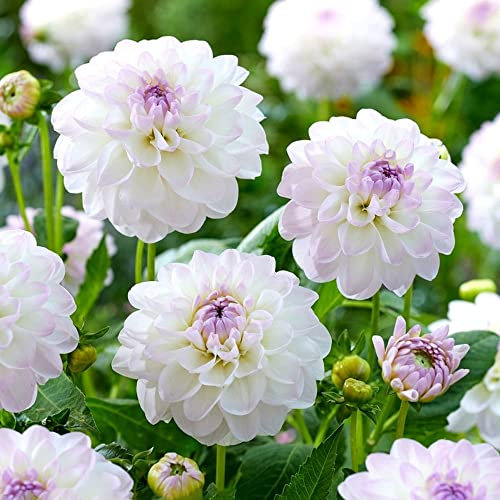 1 x Dahlia Ball – Perennial – Summer Flowering Bulb – for Your Beautiful Garden (1 x Dahlia Ball Eveline)