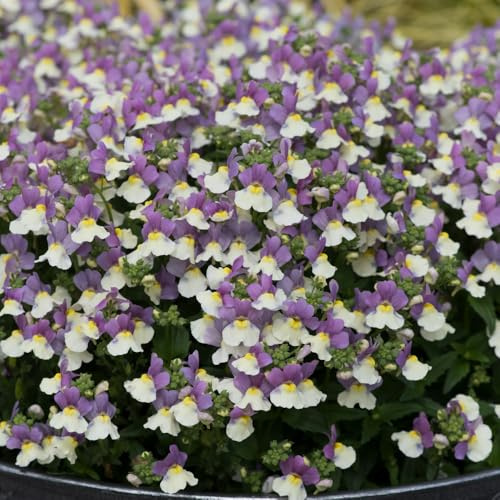 Bedwen Nemesia 'Lady Kate' 9cm Plant x2 – AGM Award-Winning Fragrant Tricolour Flowering Bedding Plants for Gardens & Patio Pots