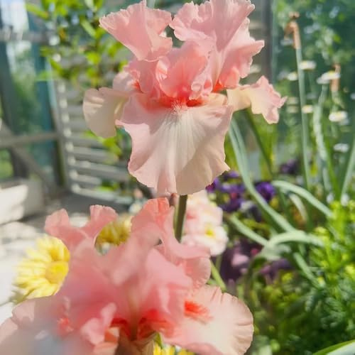 Semi di Iris - semi di Iris tettoria - decorazione del giardino per esterno varietà antiche comprare da giardino biologici 400pcs