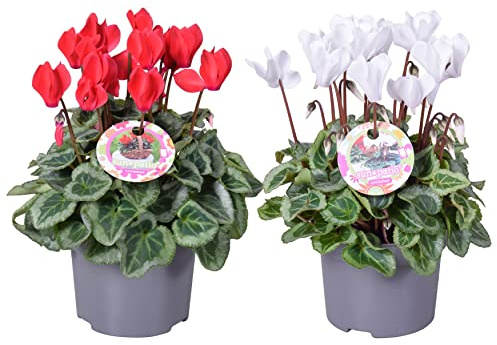 Ciclamen Duo Plantas - Pack 2 Flores - Colores Mixtos - Cyclamen Persicum Violeta de los Alpes Persa