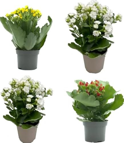 Set de 4 Plantas Suculentas Naturales con Flores - Kalanchoe Calandiva