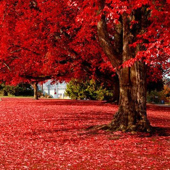 Bellissimi semi di acero rosso giapponese fai da te semi di alberi da giardino