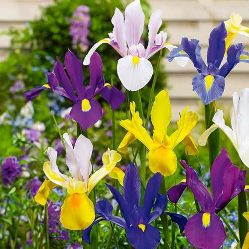 Bloomique - Mix di 50 - Iris hollandica - Iris olandese - Mix di colori - Bulbi - Fioritura primaverile - Perenni - Cresce fino a 50-60 cm