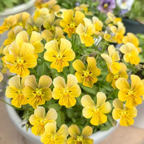 semi di viola del pensiero - giardino sul balcone da appartamento rare resistenti primaverili 25pcs