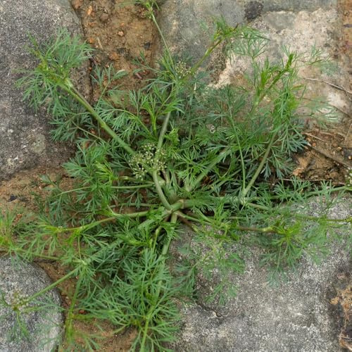 perifollo perifollo de interior raras Semillas de hortalizas y medicinales balcón Semillas hortalizas orgánicas, resistentes al invierno. 100semillas