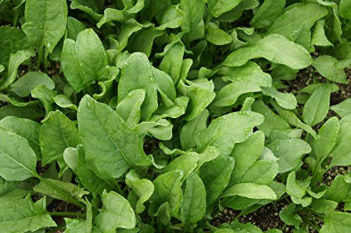 Lot de 250 Graines d'Epinard Monstrueux de Viroflay Gourmande - Variété résistante - Facile à cultiver - Grande Qualité nutritionnelles - Garantie Germination - 100% Françaises - Graines de Qualité