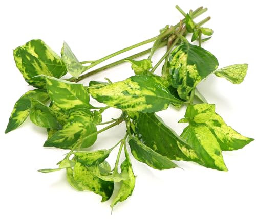 K2AQUA Hygrophila Variegata Live Aquarium Plant Unique Green and White Variegated Leaves Easy Care Low Maintenance Midground Background for Freshwater Tropical Tank Beginner Friendly