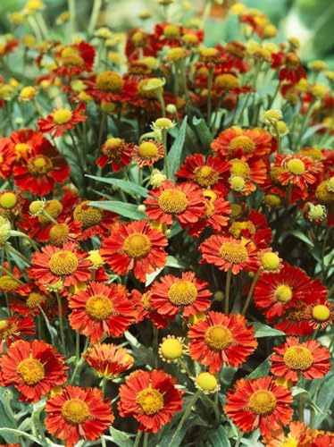 Helenium x cult. 'Mahagoni' 11x11 cm Topf – Winterhart, Mehrjährig, Pflegeleicht – Sonnenbraut – Staude für Beet & Rabatte