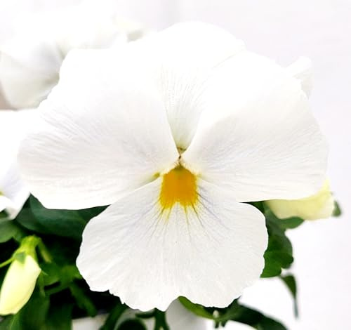 POWERS TO FLOWERS - VIOLE DEL PENSIERO, VIOLA A FIORE PENDULO BIANCO PURO, SET 5 PIANTE VASO 12CM DIAMETRO, piante vere