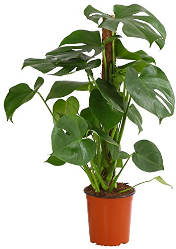 Dehner Fensterblatt-Monstera, geschlitztes Blattwerk, ca. 70-80 cm, Ø Topf 19 cm, Zimmerpflanze
