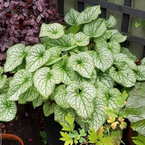 kaukasus vergissmeinnicht winterharte stauden dauerblüher blumensamen kräutersamen wildkräuter blumendeko bonsai blumensaat garten hochbeet gartenpflanzen pflanzensamen zimmerpflanzen 60samen