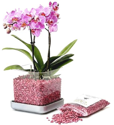 Colomi Care Orchideentopf Set transparent + 1 L Orchideengranulat (brombeer) – sauberes Pflanzsystem mit Wurzel- & Feuchtigkeitskontrolle