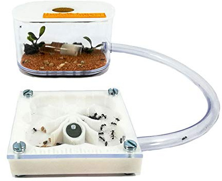 Ant Farm - 3D Ameisenfarm 7x7 cm weiße Farbe Ameisenform - mit Deckel | Schaumstoff-Feuchtigkeitssystem | Free Ameisen enthalten