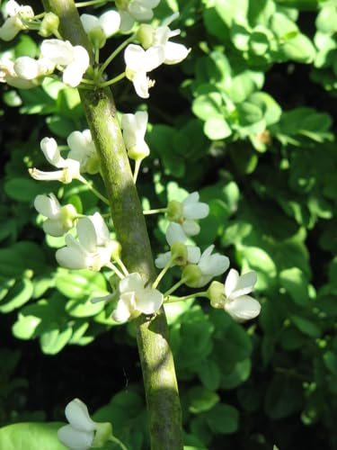 Cercis Siliquastrum Alba - 30 Samen des Baumes der Liebe, Weißer Judasbaum, Weiße Blüten, Dürretolerant, Zierpflanze für Garten