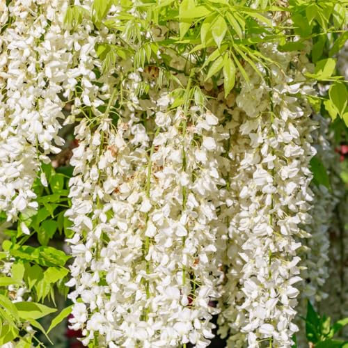 Wisteria floribunda Alba/Japanese White Wisteria Alba in 2L Pot, Fragrant Flowers 3fatpigs®