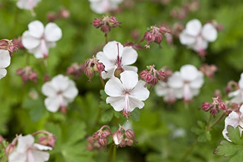 Geranium macrorrhizum 'Spessart' 9x9 cm Topf – Winterhart, Mehrjährig, Pflegeleicht – Balkan-Storchschnabel – Bodendecker für Beet & Garten