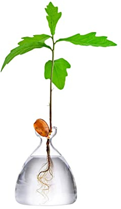 Maveite Acorn Tree Growing Vase Acorn Seed Sprouting Starter Planter Kit Hydroponics Terrariums Pot Deco Glass Propagation Vases Gardening Chirstmas Gifts for Her Him