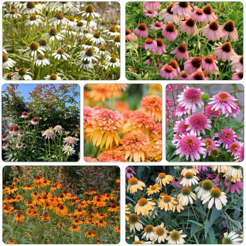 sonnenhut bonsai topf schmetterlingsflieder frühlingsblumen kräuterpflanzen immergrüne büropflanzen echinacea herbstblumen winterhart balkonpflanzen frühling sommerblumen gartendeko 350samen