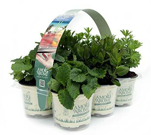 Piante aromatiche N. 24 vasi in 4 pack diversi (in vaso diam.9cm)