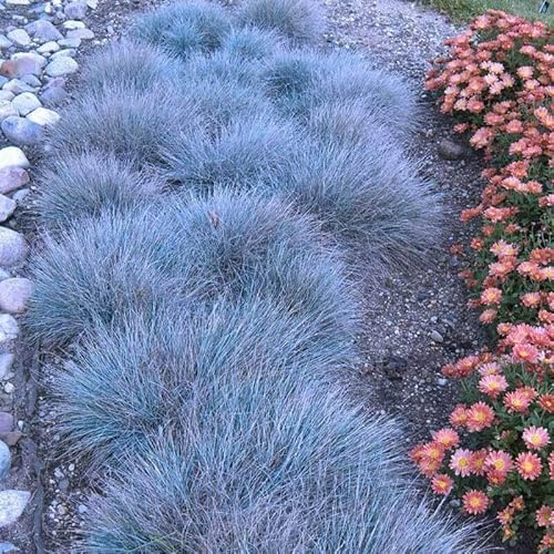Festuca Blue Fescue Ornamental Grasses Live Plants Perennial, 5-8 Tall, Live Grass Plant for Planting