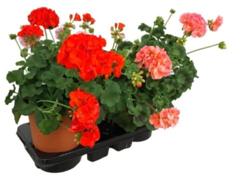 Pack de 3 macetas de Geranio Zonal, 20-30 cm. Planta con flores brillantes y hojas en tonos verdes. Segura Garden.