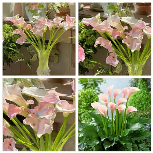 Hardy Perennial,Canna Plants UK, Excellent Display Calla Lily Bulbs - Assorted Colors Available - Multi-Bulb Set Ready to Plant-2bulbs-D