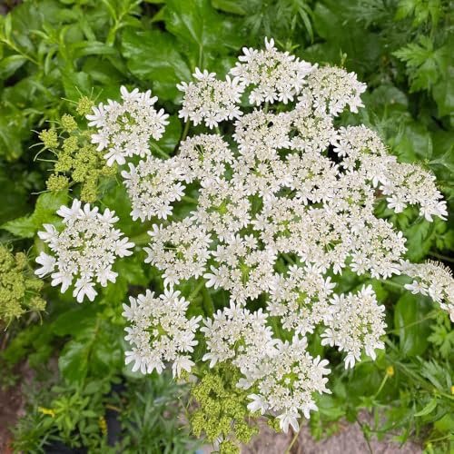 liebstöckelsamen - pflanzensamen deko garten bio heilkräuter kräuterbeet für die küche topfpflanzen balkongewächshäuser exotische zimmerpflanzen indoor kräutergarten kübelpflanzen 400pcs