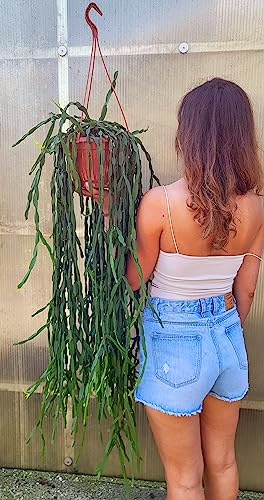POWERS TO FLOWERS - RHIPSALIS, EPIPHYLLUM HOLVIANA, BASKET 27CM DIAMETRO, pianta vera