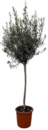 Trendyplants - Olivier sur tige - Rustique - Plante de jardin - Hauteur 150-170 cm - Pot Ø24cm - Olea Europaea sur tige