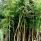 20 pcs bambus samen winterhart - geschenke garten,Fargesia spathacea, bonzai baum pflanzendeko exotische zimmerpflanzen steingartenpflanzen winterhart gärtnern spezielle samen saatgut