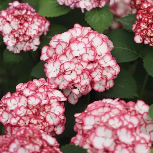 Semillas de hortensia decoración resistentes exterior balcón 10pcs