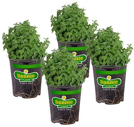 Bonnie Plants Catnip Live Herb Plants - 4 Pack, Pet Friendly, Grows Great In Containers, Fresh For Cats & Dries For Cat Sachets