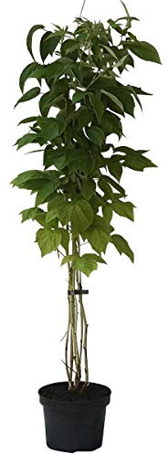 NEU! Schottische Himbeere Glen Coe dunkelviolette Früchte 60-100 cm gestäbt im 2 Liter Topf