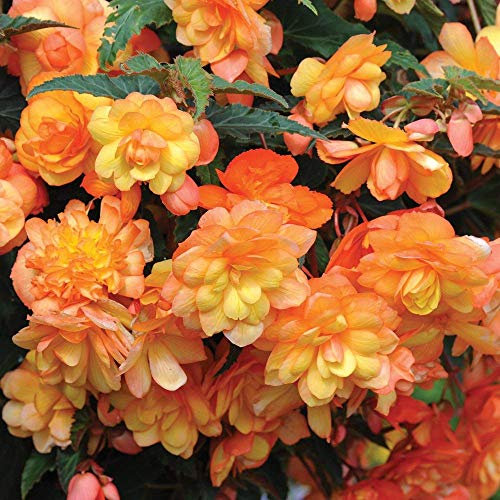 Begonia Apricot Shades Garden Plant Half- Hardy Perennial Garden Plants Easy to Grow Your Own 5X Tubers