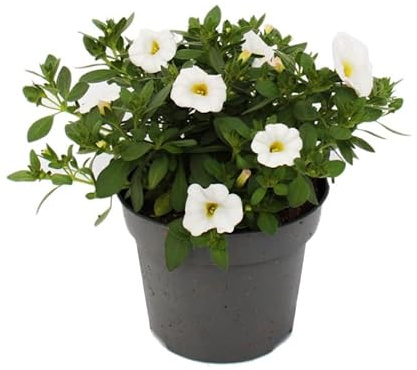 Exotenherz - Zauberglöckchen - Minihängepetunie - Calibrachoa - Pot de 12 cm - Lot de 3 plantes - blanc