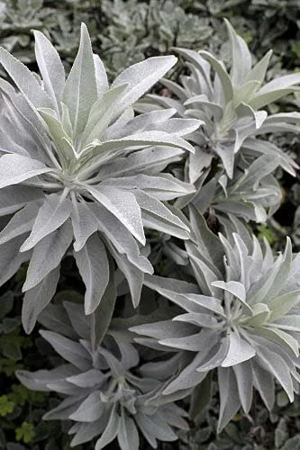 Graines De Sauge Blanche Ivoire Paquet De 100 Graines