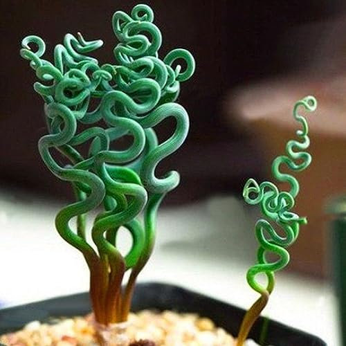lamphle 200 Pz Rare Piante Grasse Casa Giardino Spirale Primavera Erba Semi Bonsai Per Piantare Giardino