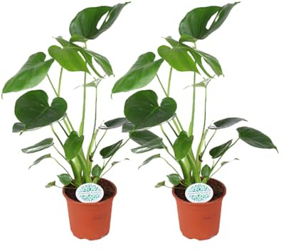 Monstera Deliciosa - Hole Pflanze | 2 Stück - 35-45cm - Ø14cm - Zimmerpflanze - Immergrün - Multideal