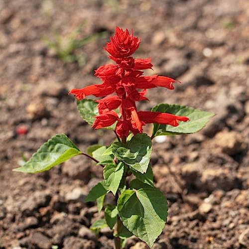 semillas de salvia, Siembra otoñal de mariposas silvestres verdes jardín Decoración jardín para exteriores 400pcs