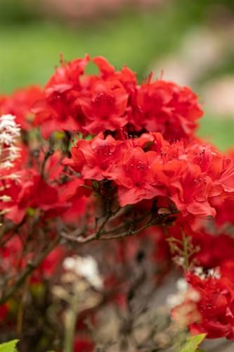 Rhododendron obtusum 'Maraschino' 25-30 cm – Winterhart, Immergrün, Pflegeleicht – Azalee – Zierstrauch für Beet & Kübel