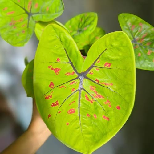 caladio - cortadas perennes resistentes de primavera de oficina interior exóticas balcón invernadero semillas cama elevada jardín semillas 50pcs