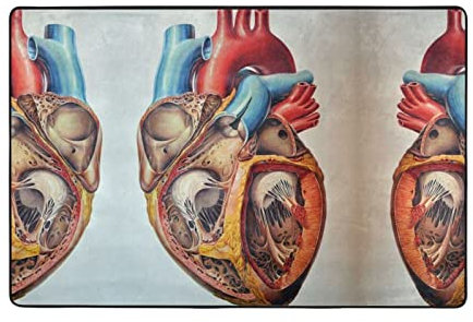 FFLSDR Area Tappeto Anatomia Umana Cuore Grafico Stampato Zerbino Morbido Tappeto Grande Tappetino Antiscivolo per Soggiorno, Camera da Letto 91 X 60 cm