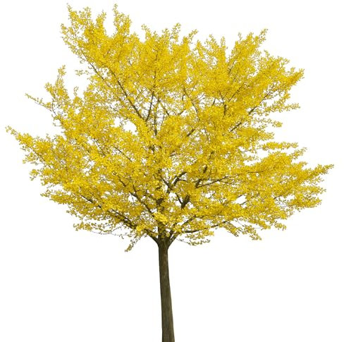 SAVINI VIVAI Ginkgo Biloba Pflanzenbaum im Topf, 22–24 cm, Höhe 200 cm, hergestellt in Italien