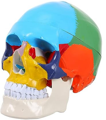 SOLUSTRE Anatomisches Menschlichen Schädels Farbige Lehrhilfe Für Anatomieunterricht Details Langlebig Und Für Studierende Und -enthusiasten