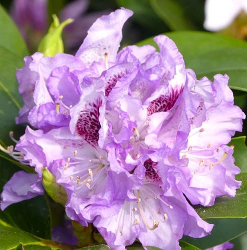 Rhododendron Hybride  Blue Peter  lavendelblau 40-60 cm