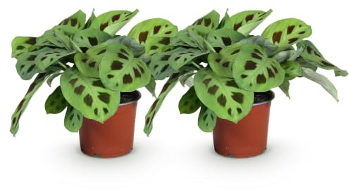 Green boutiQ - Plante d'intérieur - Maranta Fascinator Kerchoveana - Plante de prière - Amie des animaux - Vert - 2 Plantes - Pot 12cm - Hauteur 30-35cm